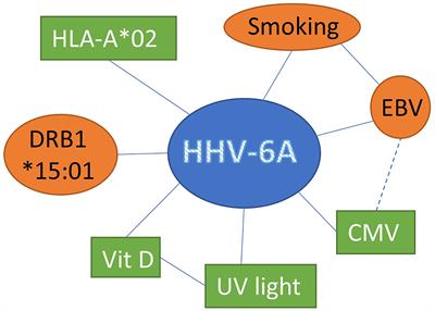 Human Herpesvirus 6A Is a Risk Factor for Multiple Sclerosis